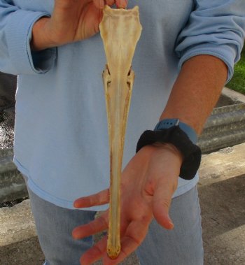 13 inch by 2-1/2 inch longnose gar skull (Lepisosteus osseus) for $65.00