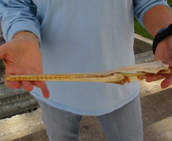 13 inch by 2-1/2 inch longnose gar skull (Lepisosteus osseus) for $65.00