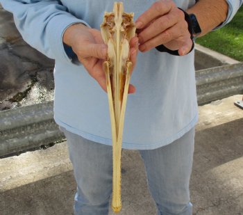 13 inch by 2-1/2 inch longnose gar skull (Lepisosteus osseus) for $65.00