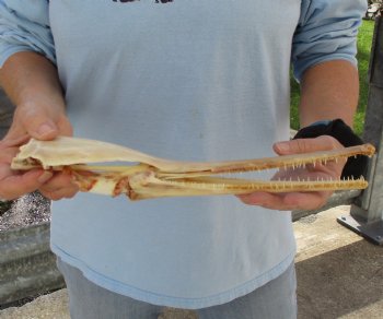 13 inch by 2-1/2 inch longnose gar skull (Lepisosteus osseus) for $65.00