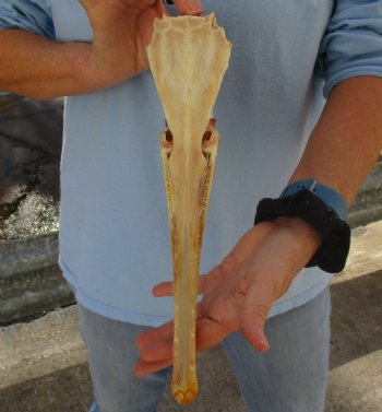 13 inch by 2-1/2 inch longnose gar skull (Lepisosteus osseus) for $65.00