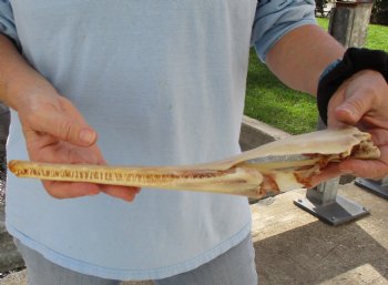 13 inch by 2-1/2 inch longnose gar skull (Lepisosteus osseus) for $65.00