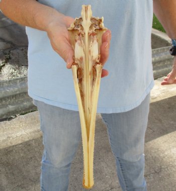 13 inch by 2-1/2 inch longnose gar skull (Lepisosteus osseus) for $65.00