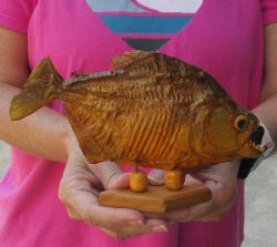 8 inch Real dried Piranha Fish on wood base - $42