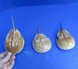 Buy this 3 piece lot of Molted Horseshoe Crab Shells, 5 to 7 inches for - $15