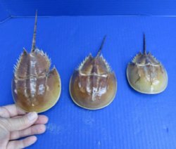 Buy this 3 piece lot of Molted Horseshoe Crab Shells, 5 to 7 inches for - $15