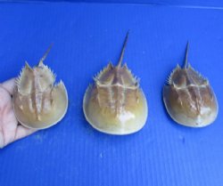 Buy this 3 piece lot of Molted Horseshoe Crab Shells, 5 to 7 inches for - $15