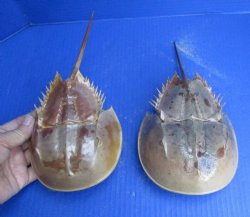 Buy this 2 piece lot of Molted Horseshoe Crab Shells, 9 to 11 inches for - $19