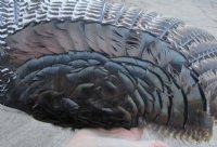 Wholesale North American Turkey Wings - 2 pcs @ $16.00 each