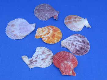 Wholesale pretty pecten nobilis scallop shells 1-3/4" - 2-1/2" - 20 gallons @ $5.75 per gallon