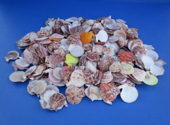 Wholesale pretty pecten nobilis scallop shells 1-3/4" - 2-1/2" - 20 gallons @ $5.75 per gallon