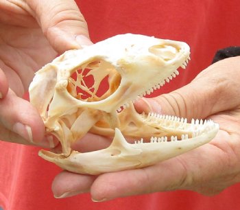 Iguana skull for sale, 3-1/4 inches  $60.00