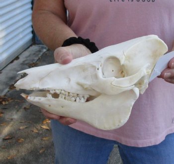 Buy this Wild Boar Skull 9-1/2 inches for $40