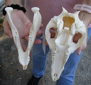 Buy this Wild Boar Skull 9-1/2 inches for $40