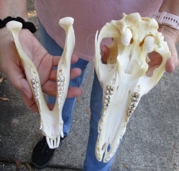 Buy this Wild Boar Skull 10 inches for $40