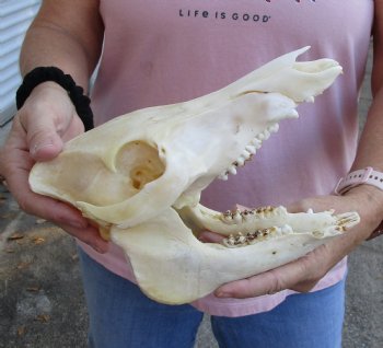 Buy this Wild Boar Skull 9-1/2 inches for $40