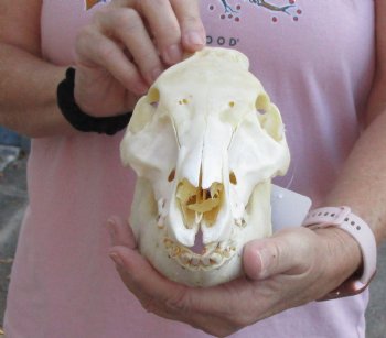 Buy this Wild Boar Skull 9-1/2 inches for $40