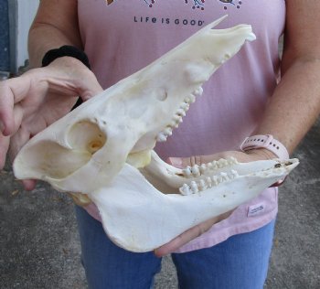 Buy this Wild Boar Skull 10-1/2 inches for $40