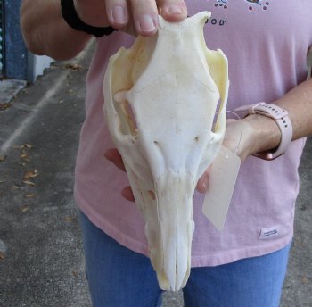 Buy this Wild Boar Skull 10-1/2 inches for $40