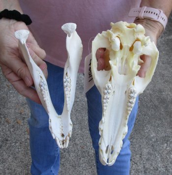 Buy this Wild Boar Skull 10-1/2 inches for $40