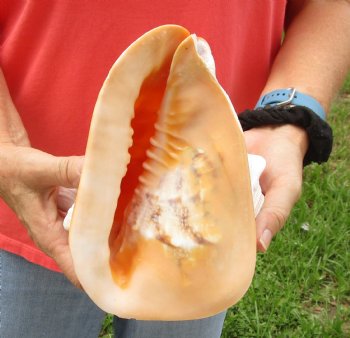 Beautiful 8 inch Yellow Helmet, Horned Helmet Shell For Sale for $13