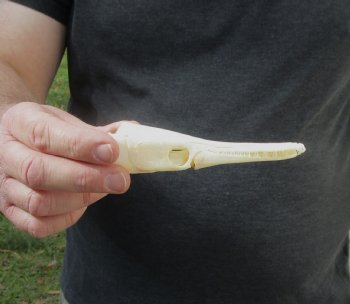 One 5 inch spotted gar skull (Lepisosteus Oculatus) for $30.00 