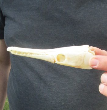 One 5 inch spotted gar skull (Lepisosteus Oculatus) for $30.00 