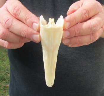 One 5 inch spotted gar skull (Lepisosteus Oculatus) for $30.00 