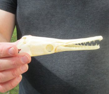 One 6 inch spotted gar skull (Lepisosteus Oculatus) for $30.00 