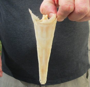 One 6 inch spotted gar skull (Lepisosteus Oculatus) for $30.00 