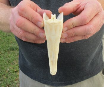 One 5 inch spotted gar skull (Lepisosteus Oculatus) for $30.00 