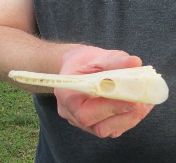 One 5 inch spotted gar skull (Lepisosteus Oculatus) for $30.00 