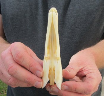 One 5 inch spotted gar skull (Lepisosteus Oculatus) for $30.00 