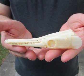 One 5 inch spotted gar skull (Lepisosteus Oculatus) for $30.00 