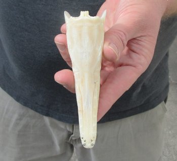 One 5 inch spotted gar skull (Lepisosteus Oculatus) for $30.00 