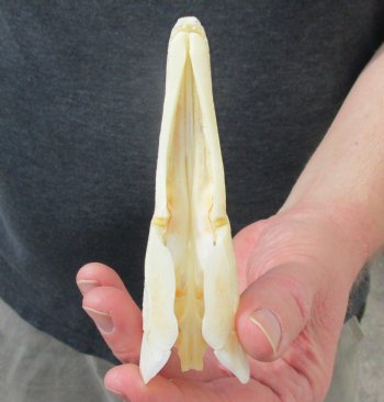 One 5 inch spotted gar skull (Lepisosteus Oculatus) for $30.00 