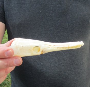 One 5-1/2 inch spotted gar skull (Lepisosteus Oculatus) for $30.00 