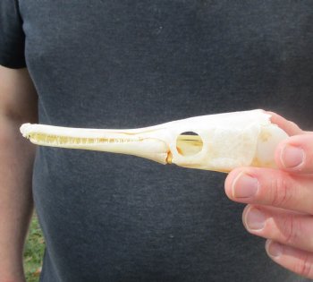 One 5-1/2 inch spotted gar skull (Lepisosteus Oculatus) for $30.00 