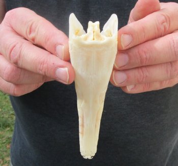 One 5-1/2 inch spotted gar skull (Lepisosteus Oculatus) for $30.00 