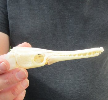 One 5 inch spotted gar skull (Lepisosteus Oculatus) for $30.00 