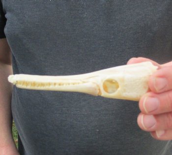 One 5 inch spotted gar skull (Lepisosteus Oculatus) for $30.00 