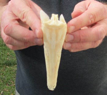 One 5 inch spotted gar skull (Lepisosteus Oculatus) for $30.00 