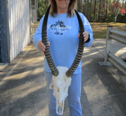 For Sale 23-24 inch African Waterbuck Horns and Skull - $175