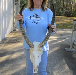 For Sale 24-25 inch African Waterbuck Horns and Skull - $175