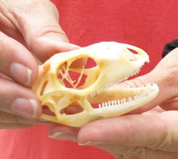 Iguana skull for sale, 2-1/2 inches  $47