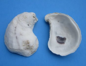 Wholesale Oyster shells for seashell crafts 3" to 4" - 135 pcs @ $.60 each