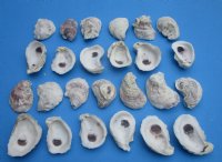 Wholesale Oyster shells for seashell crafts 2" to 3" - Case of 220 pcs @ $.40 each