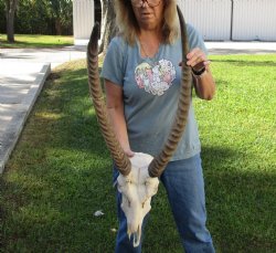 For Sale 23-26 inch African Waterbuck Horns and Skull - $175