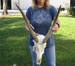 For Sale 21-22 inch African Waterbuck Horns and Skull - $175