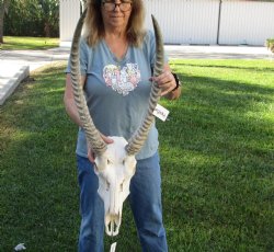 For Sale 24-25 inch African Waterbuck Horns and Skull - $175